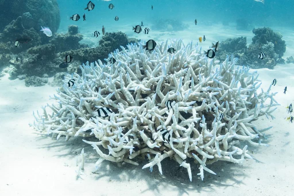 Great Barrier Reef Coral Mortality in Catastrophic Bleaching
